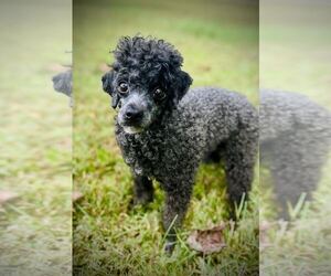 Poodle (Toy) Dogs for adoption in Pacolet, SC, USA