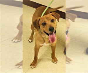 Mutt Dogs for adoption in Waynesboro, PA, USA