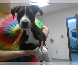 Labrador Retriever-Unknown Mix Dogs for adoption in Fayetteville, NC, USA