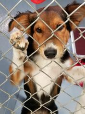 Collie Dogs for adoption in Oro Valley, AZ, USA