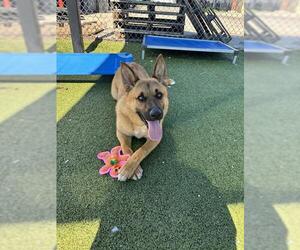 German Shepherd Dog Dogs for adoption in Pasadena, TX, USA