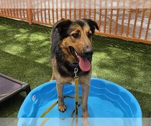 German Shepherd Dog-Unknown Mix Dogs for adoption in Las Vegas, NV, USA