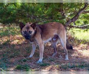 Shiba Inu Dogs for adoption in Newport, KY, USA