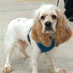Cocker Spaniel Dogs for adoption in Lytle, TX, USA