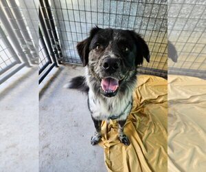 Pyrenees Border Collie Dogs for adoption in Monte Vista, CO, USA