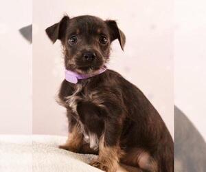 Schweenie Dogs for adoption in Sheridan, CO, USA
