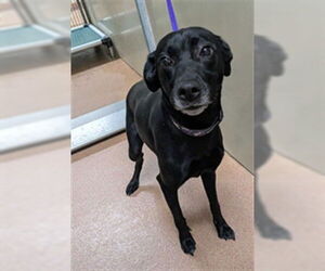 Labrador Retriever-Unknown Mix Dogs for adoption in Ogden, UT, USA