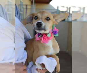 Mutt Dogs for adoption in McKinney, TX, USA