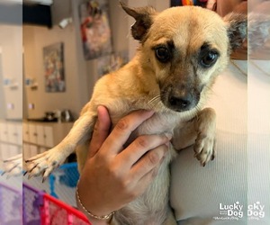 Chihuahua-Unknown Mix Dogs for adoption in Washington, DC, USA