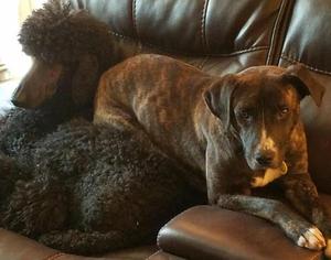 Mountain Cur Dogs for adoption in Bloomington, IL, USA