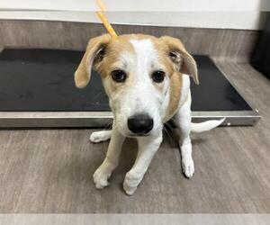 Mutt Dogs for adoption in Pasadena, CA, USA