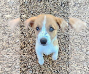 Border Collie-Pembroke Welsh Corgi Mix Dogs for adoption in Santa Rosa, CA, USA