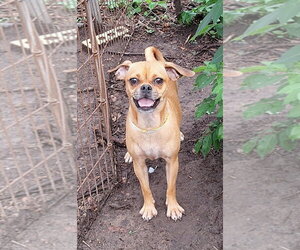 Chug Dogs for adoption in Missouri City, TX, USA