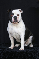 Bulldog-Unknown Mix Dogs for adoption in San Pedro, CA, USA