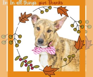 Mutt Dogs for adoption in Tuscaloosa, AL, USA