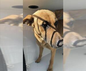 Mutt Dogs for adoption in Houston, TX, USA