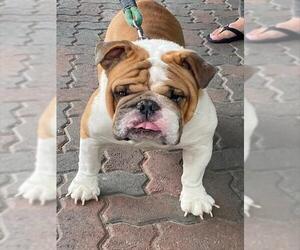 Bulldog Dogs for adoption in Rancho Cucamonga, CA, USA