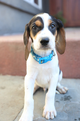 Medium Photo #1 Treeing Walker Coonhound Puppy For Sale in Eden Prairie, MN, USA