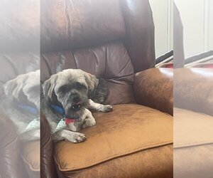 Shih Tzu Dogs for adoption in Boston, MA, USA