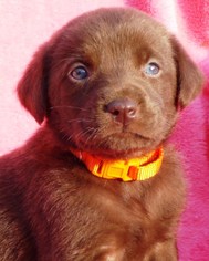 Medium Photo #1 Labrador Retriever-Unknown Mix Puppy For Sale in Germanton, TN, USA