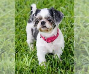 Shih Tzu Dogs for adoption in Miami, FL, USA
