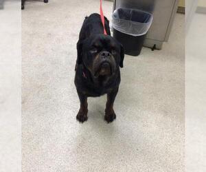 Rottweiler Dogs for adoption in Riverside, CA, USA