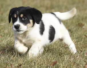 Border-Aussie Dogs for adoption in Mechanicsburg, PA, USA