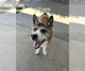 Akita Dogs for adoption in Chula Vista, CA, USA