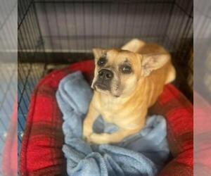 Pug Dogs for adoption in Roanoke, VA, USA