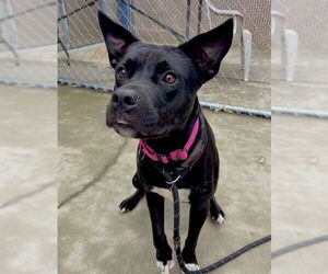 Labrador Retriever-Unknown Mix Dogs for adoption in Palmetto, FL, USA