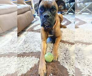 Boxer Dogs for adoption in Dumont, NJ, USA