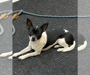 Chihuahua-Unknown Mix Dogs for adoption in San Antonio, TX, USA