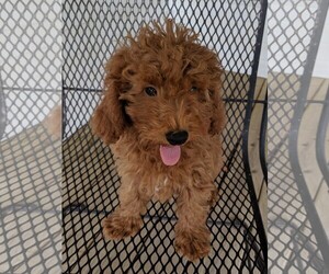 Poodle (Toy) Dogs for adoption in Cumming, GA, USA