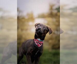 American Pit Bull Terrier-Labrador Retriever Mix Dogs for adoption in Belleville, IL, USA