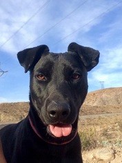 Labrador Retriever Dogs for adoption in Alta Loma, CA, USA
