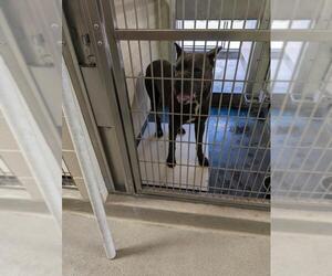 Mutt Dogs for adoption in Upland, CA, USA