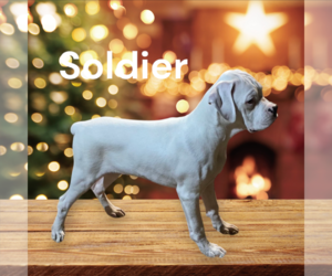 Boxer Dogs for adoption in Seaford, DE, USA