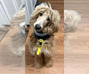 Afghan Poodle Dogs for adoption in Clarkston, MI, USA