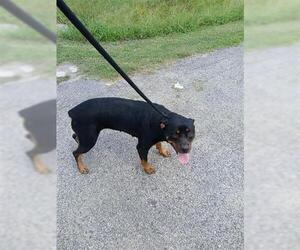Rottweiler Dogs for adoption in Houston, TX, USA