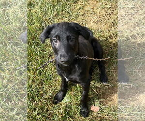Shepweiller Dogs for adoption in Polson, MT, USA