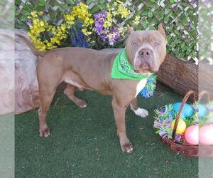 American Bulldog-Unknown Mix Dogs for adoption in Oklahoma City, OK, USA