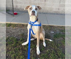 American Pit Bull Terrier Dogs for adoption in Boston, MA, USA