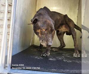 Labrador Retriever-Unknown Mix Dogs for adoption in San Antonio, TX, USA