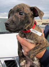 American Staffordshire Terrier-Unknown Mix Dogs for adoption in Nesquehoning, PA, USA