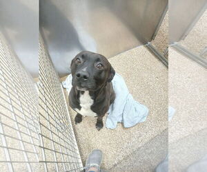 Mutt Dogs for adoption in Martinsburg, WV, USA