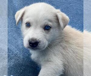 Collie-Unknown Mix Dogs for adoption in San Diego, CA, USA