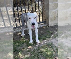 Old English Sheepdog Dogs for adoption in Riverside, CA, USA
