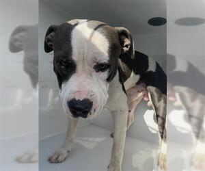 Bullypit Dogs for adoption in Houston, TX, USA