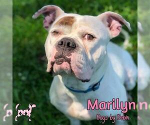 American Bulldog-Unknown Mix Dogs for adoption in Kansas City, MO, USA