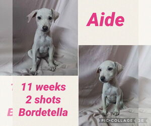 Italian Greyhound-Parson Russell Terrier Mix Dogs for adoption in Virginia Beach, VA, USA